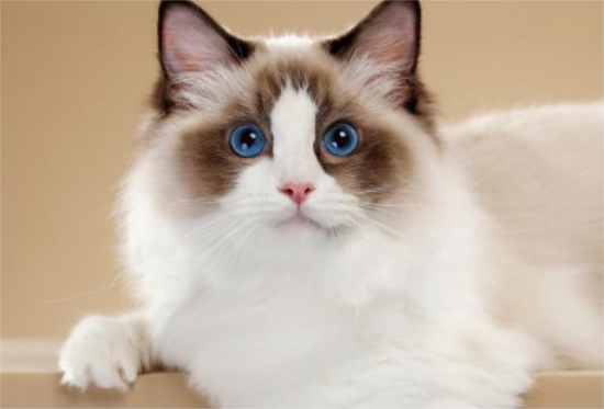 山猫纹布偶猫为什么便宜