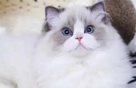 布偶猫和银渐层生出的猫