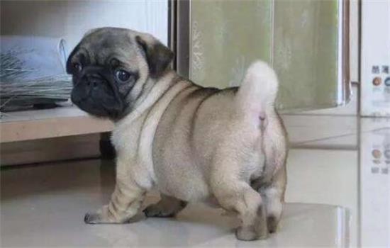 巴哥犬能打吗