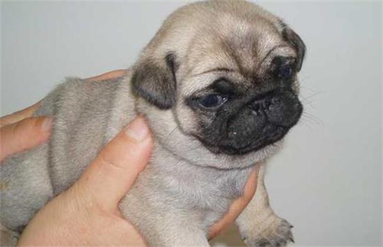 巴哥犬好养活吗