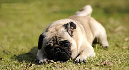 巴哥犬的毛色有几种