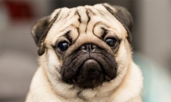 怎么挑选巴哥幼犬