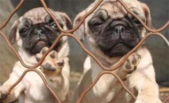 巴哥犬爱睡吗