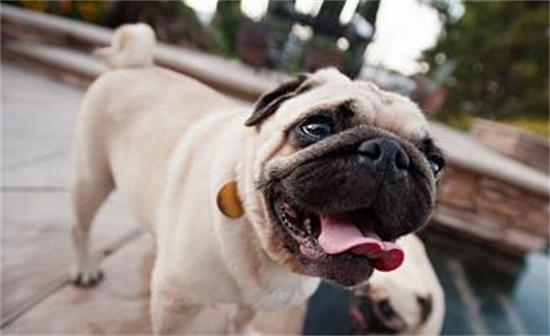 巴哥犬起什么名字比较好
