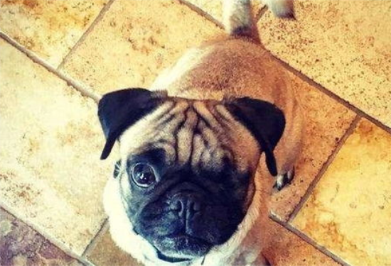 巴哥犬不吃狗粮怎么办？怎么处理？