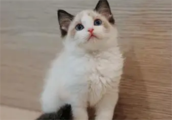 布偶猫多大就不闹腾了