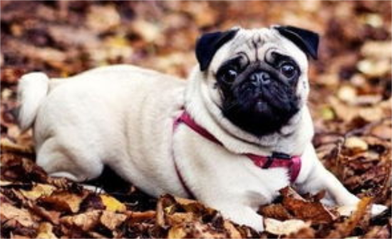 如何预防巴哥犬犯皮肤病？
