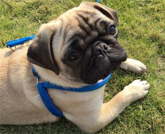 巴哥犬舔人是想表述的五个意思