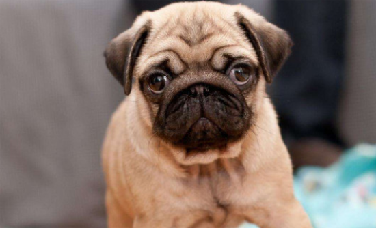 养巴哥犬的禁忌是什么？你知道吗？
