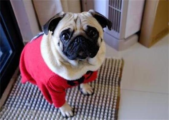 忧郁王子“巴哥犬”，为什么养的人比较多？这6大缘故令人没法拒绝