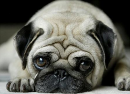 巴哥犬怎么刷牙？这里有答案