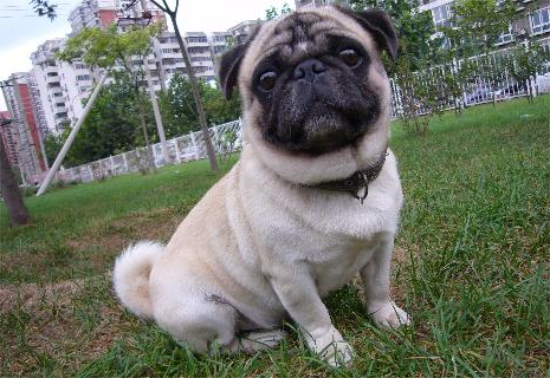 巴哥犬不喜欢吃狗粮是怎么回事？来了解一下