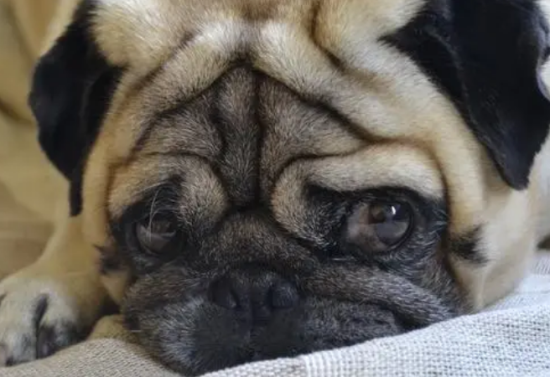 巴哥犬耐热吗？来看看吧