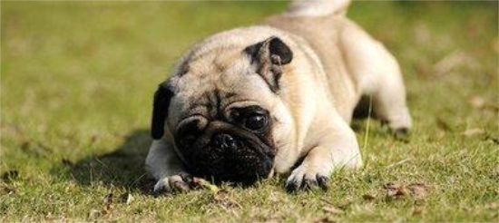 巴哥犬什么时候换粮？铲屎官需知