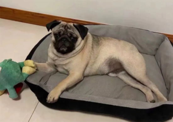 巴哥犬什么时候打疫苗？想知道的看这里