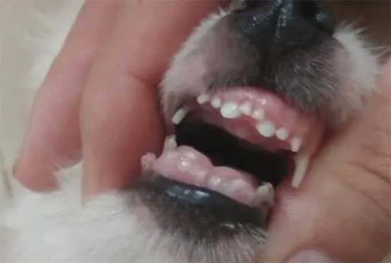巴哥犬什么时候换牙？宠主可以了解一下！