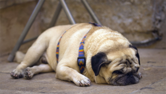 巴哥犬是哪个国家的？宠主可以了解一下！