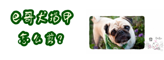 巴哥犬指甲怎么剪？本文教你