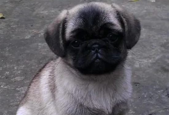 巴哥犬适合上班族养吗？这种狗怎么样？