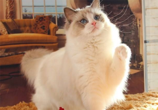 布偶猫感冒了吃什么感冒药好