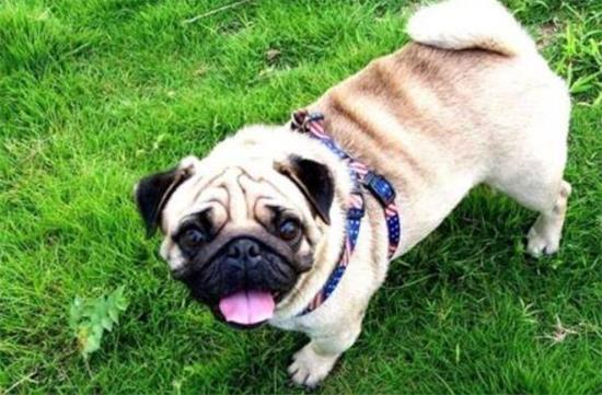 觉得训练巴哥犬很难？那是你没掌握好方法