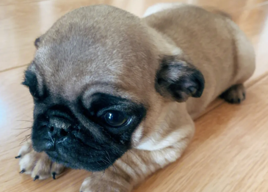 巴哥犬真的好养吗？狗狗主人来看看吧