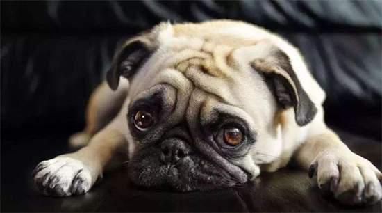 对巴哥犬感兴趣的人，请看过来！