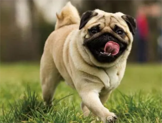 巴哥犬皮肤病怎么治？不知道的快看