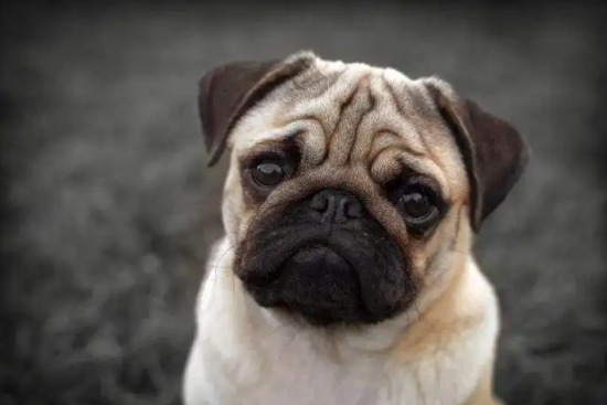 巴哥犬不听话，你这样训练它就对了