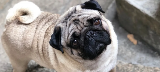 巴哥犬夏天可以剃毛吗？剃完毛后，多久可以长出来？