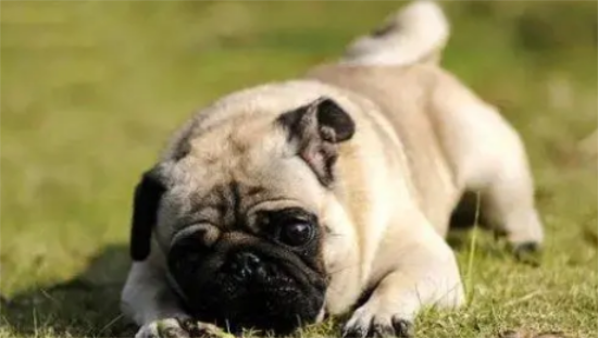 怎么教巴哥犬在固定地方大小便？有必要了解一下！