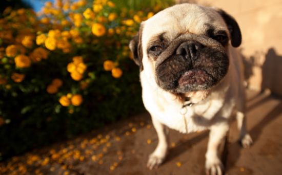 巴哥犬会记恨主人打过它吗？不懂的朋友来看看～