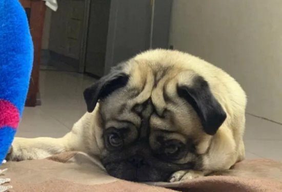 巴哥犬为什么不会叫？原因很简单