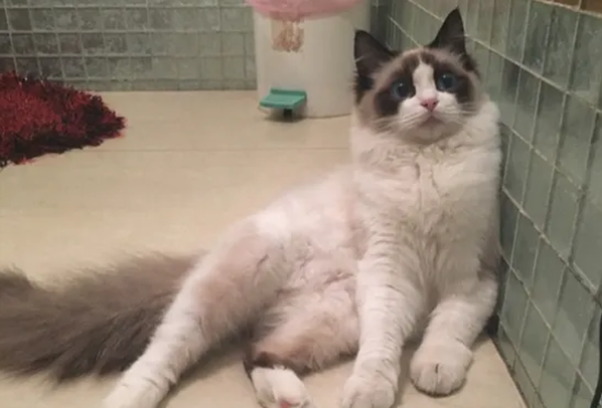布偶猫怀孕多少天生产正常