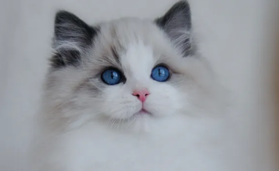 养布偶猫十大禁忌
