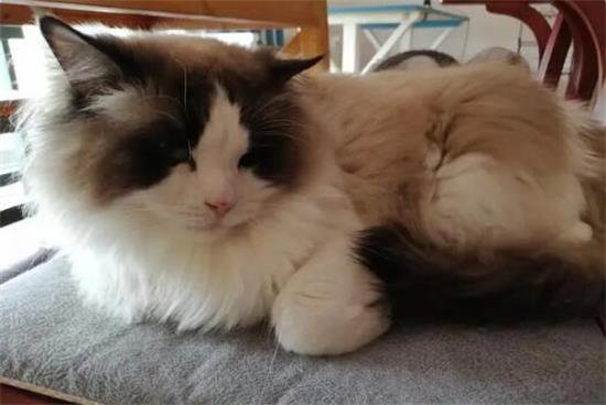 为什么不建议养布偶猫