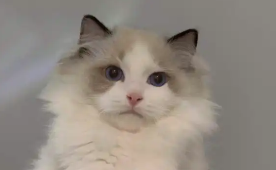 布偶猫吃啥猫粮比较好