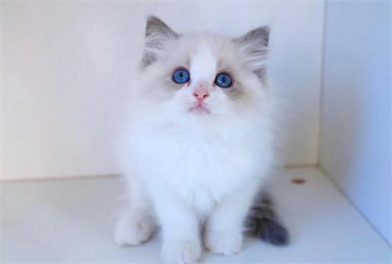 穷养布偶猫一个月多少钱