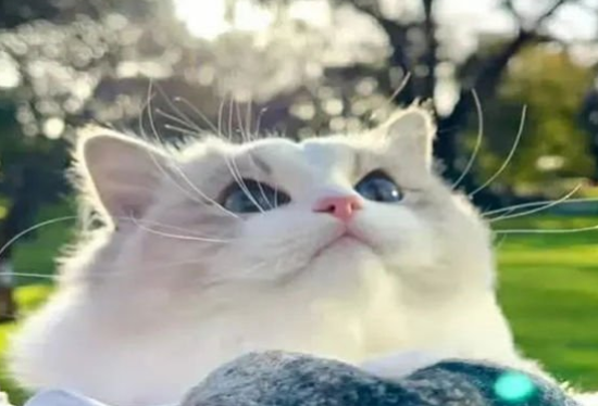布偶猫多少钱一只2022
