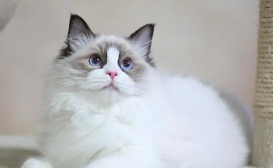 布偶猫猫粮哪个牌子比较好