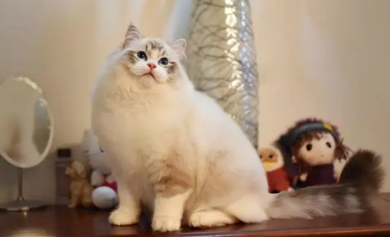 布偶公猫尾巴油怎么处理