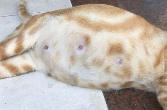 怀孕期间可以养猫吗