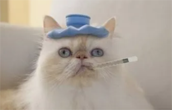 猫的正常体温是多少度
