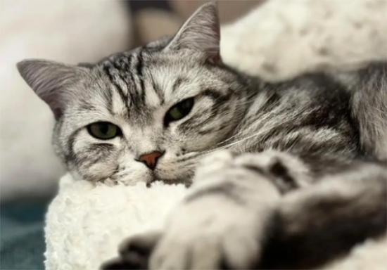 怀孕的猫为什么往外跑
