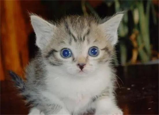 混血猫的优缺点