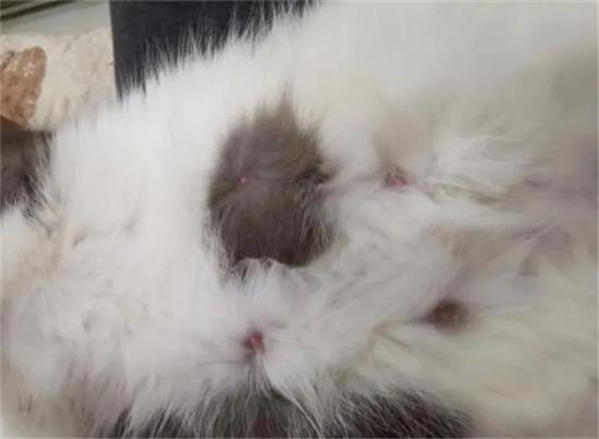 怀孕40天母猫开始拉稀正常吗