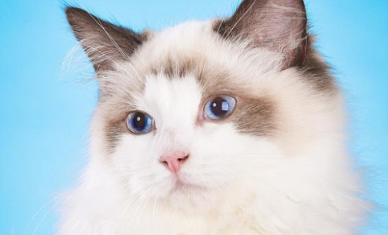 串串布偶猫多少钱一只