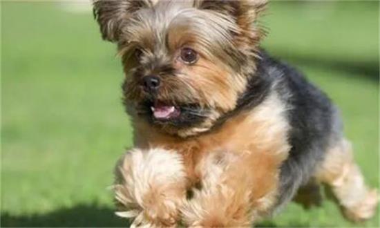 养狗需谨慎！这四种犬种或让你日后懊悔