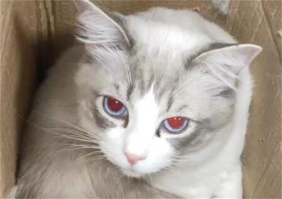 红眼猫是什么品种