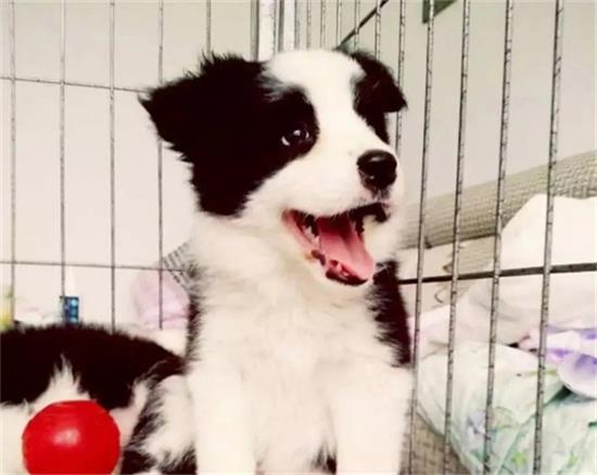 关于养边境牧羊犬的5个错误想法
